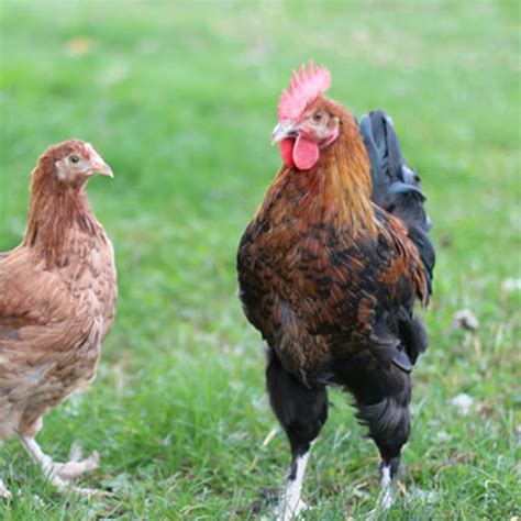 french wheaten marans chicks|dark brown french wheaten marans.